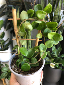 Hoya ‘Mathilde’ - Wax Plant