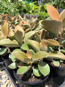 Kalanchoe orgyalis - Copper Spoons