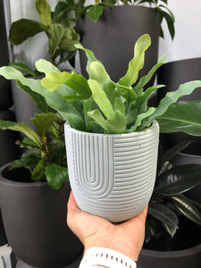 Sierra Indoor Pot