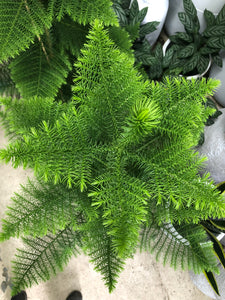Araucaria - Norfolk Island / Cook Pine