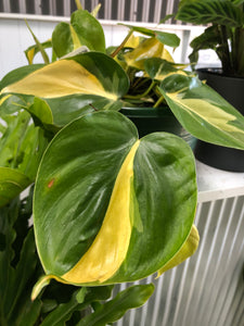 Philodendron hederaceum - Philodendron Brasil