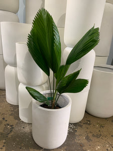 Licuala grandis - Fan Palm
