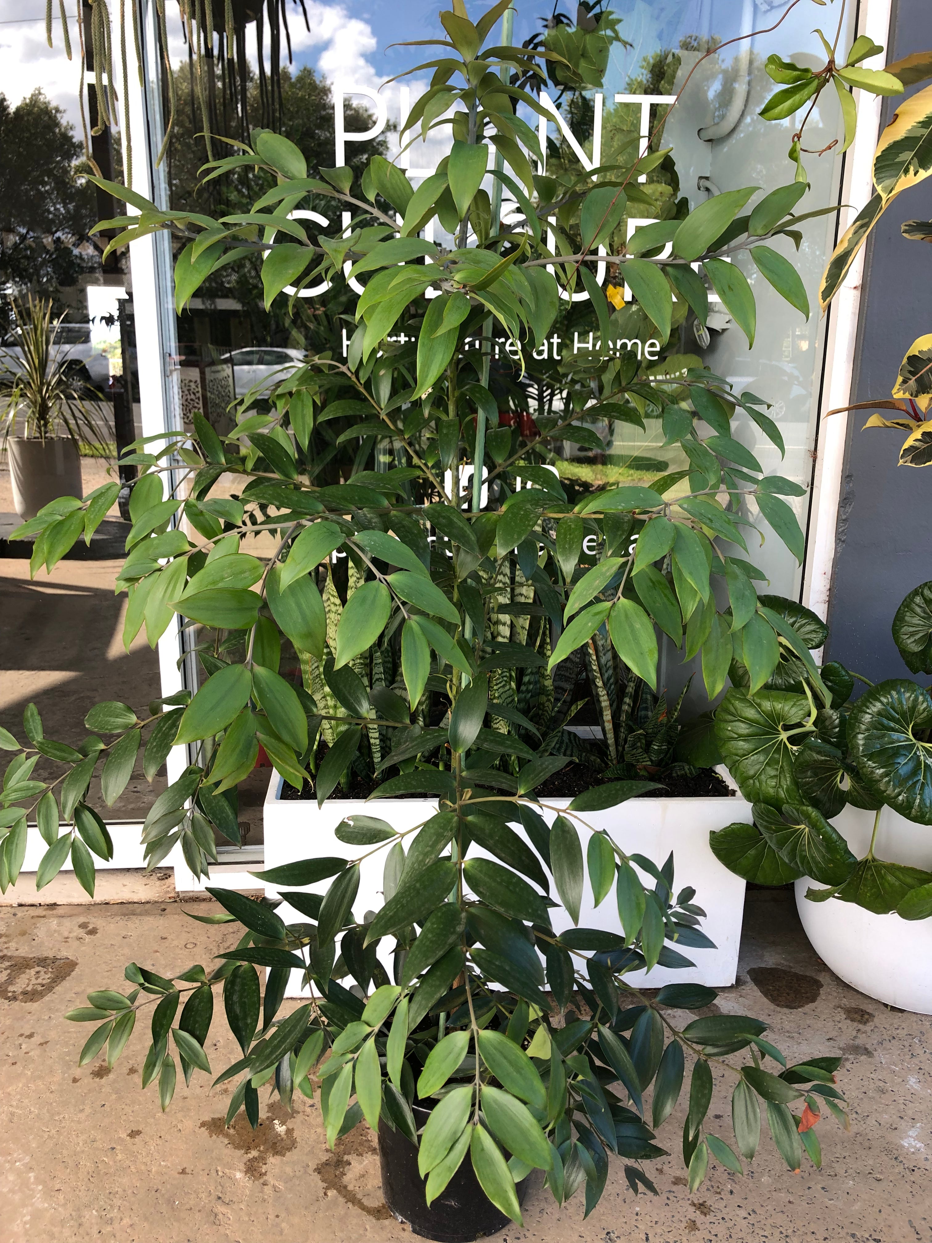 Agathis robusta - Kauri Pine