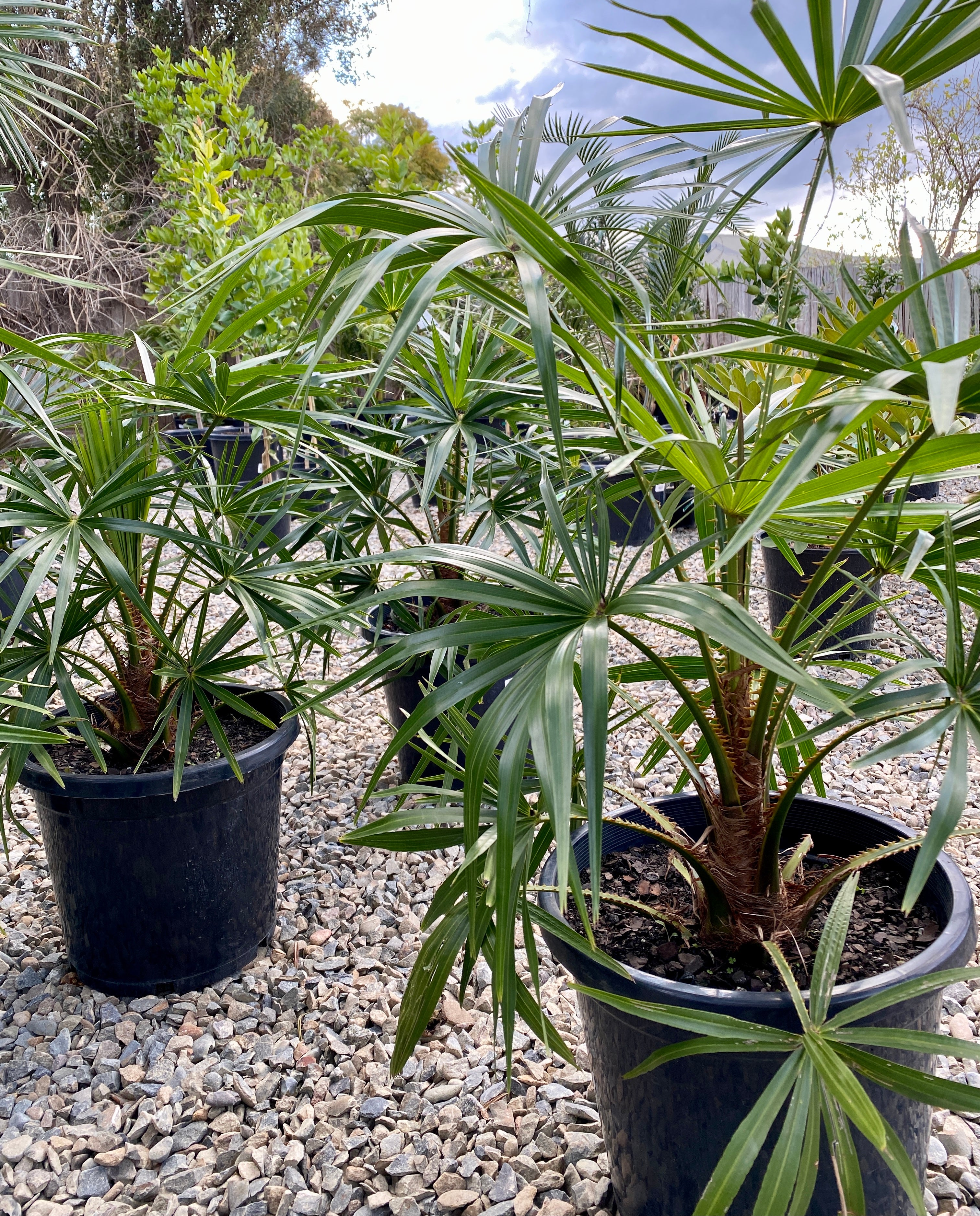 Livistona australis - Australian Cabbage Palm