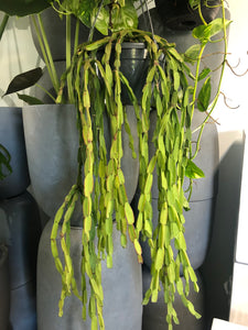 Rhipsalis paradoxa - Chain Cactus