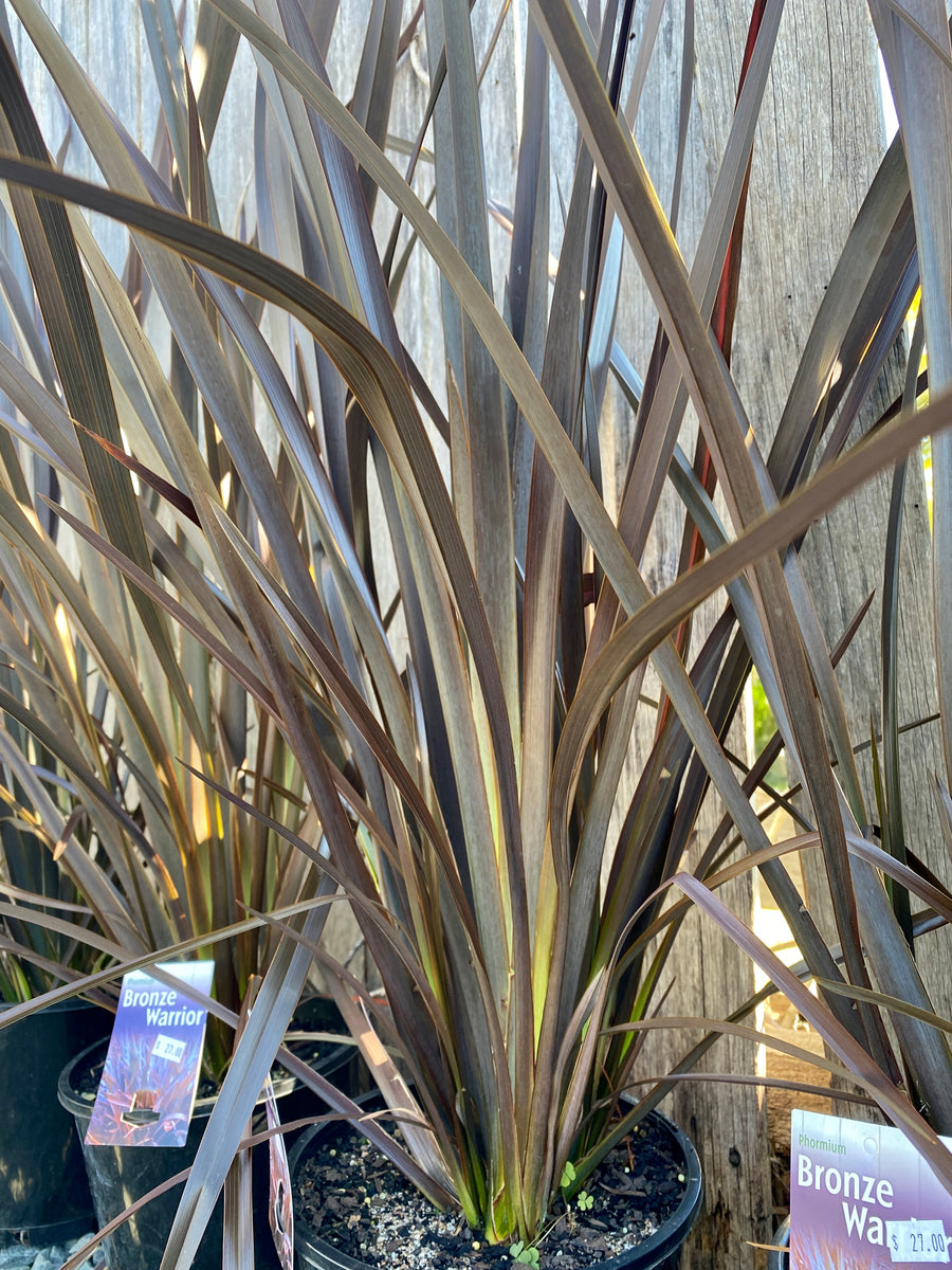 Phormium tenax - Bronze Warrior Flax – Plant Culture