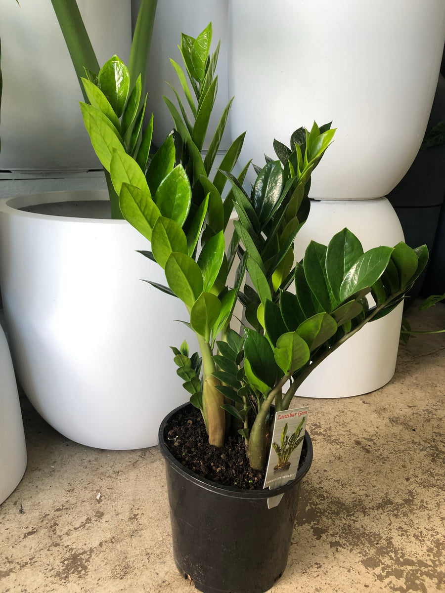 Zamioculcas zamiifolia - Zanzibar Gem – Plant Culture