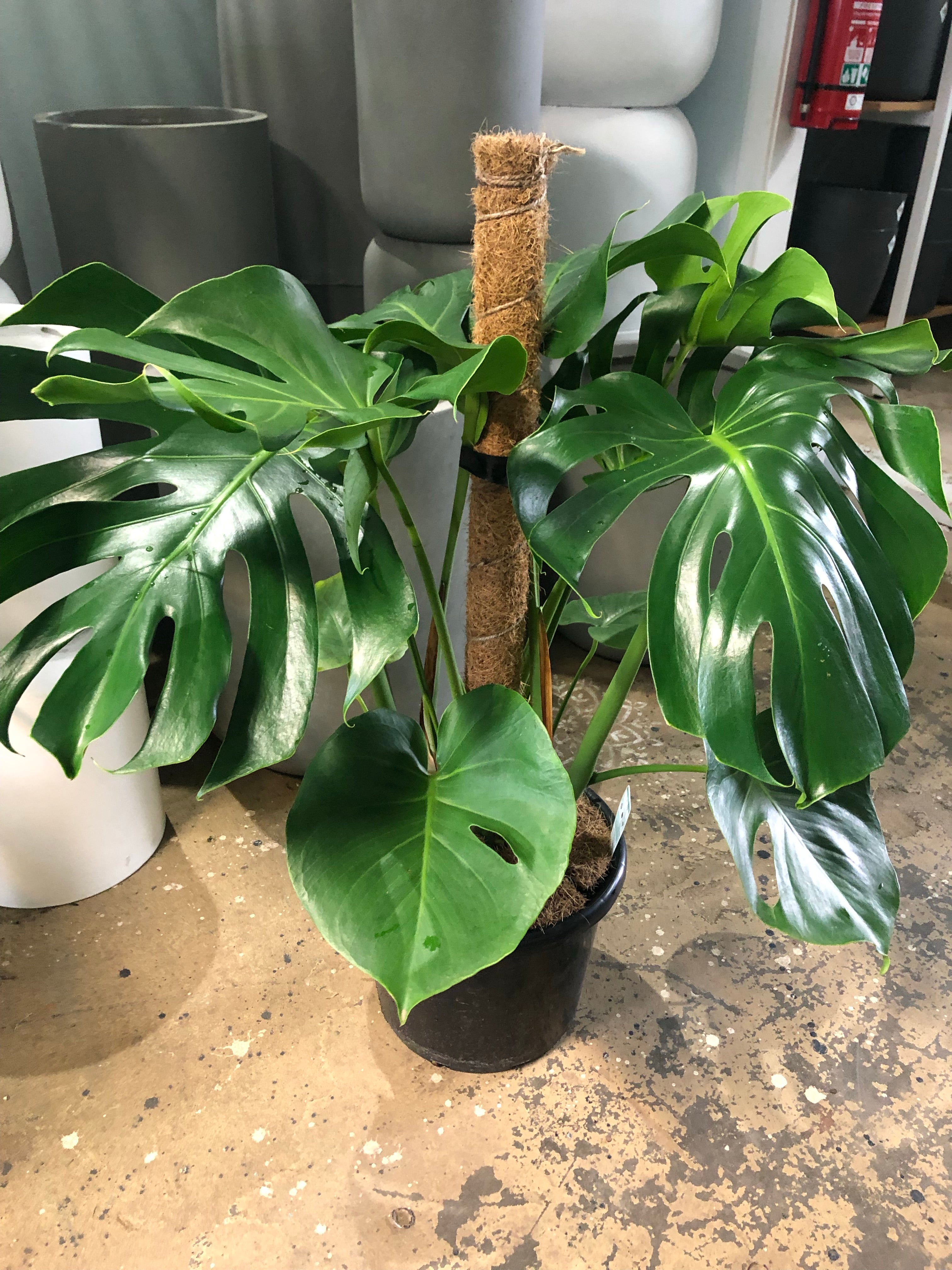 Monstera tauerii - Swiss Cheese Plant