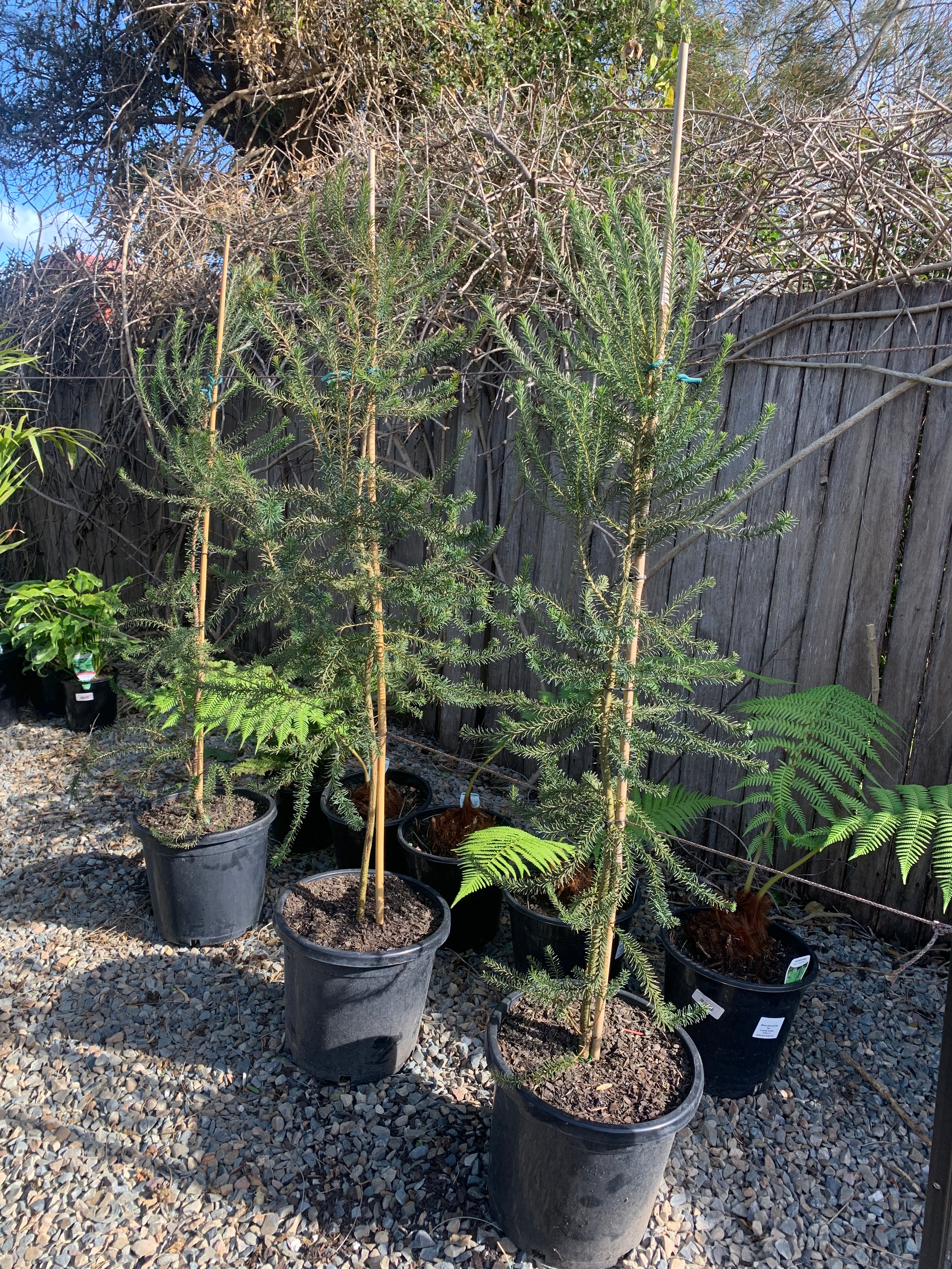 Banksia ericifolia - Heath Leaved Banksia