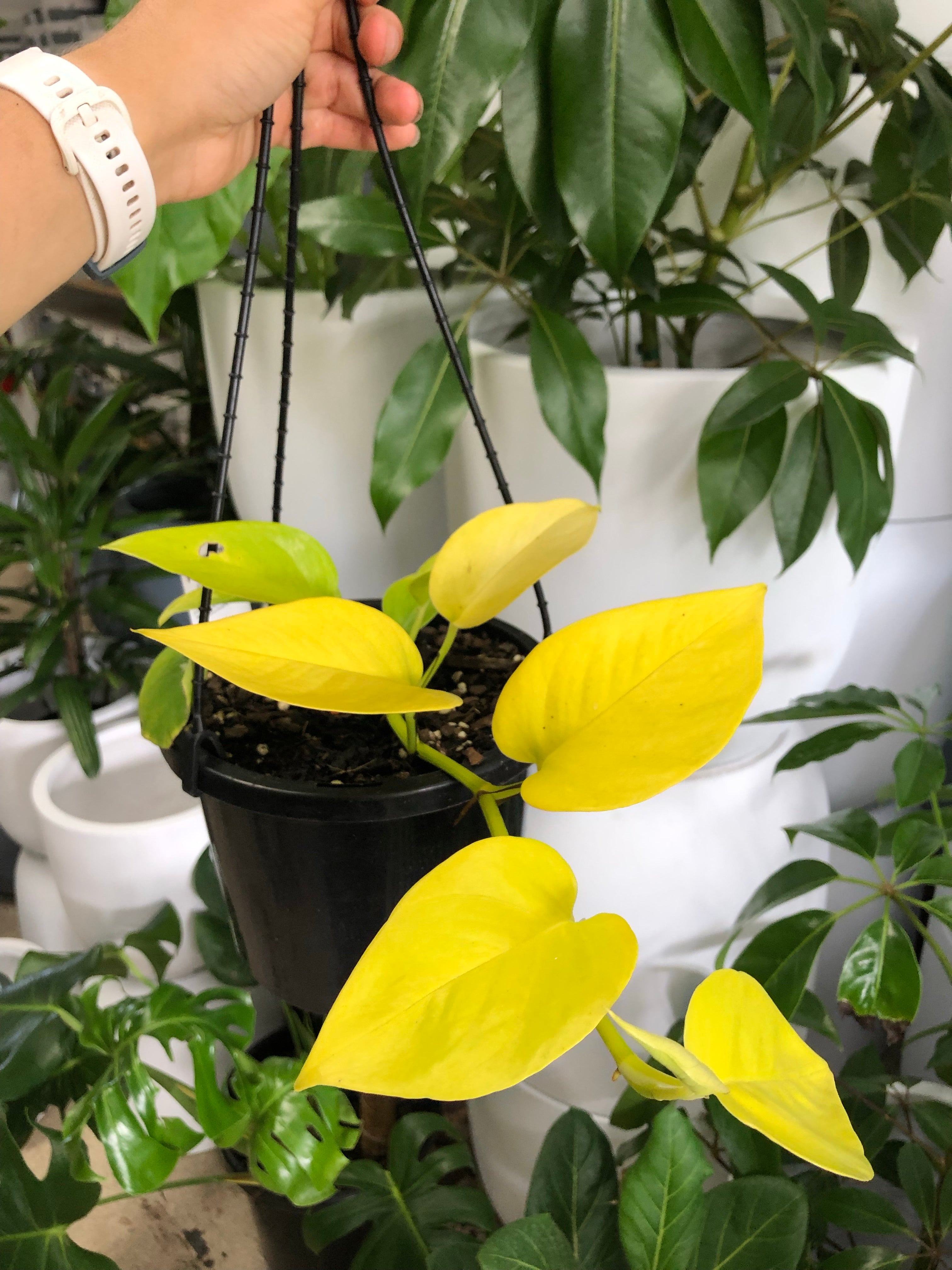 Epipremnum aureum - Goldilocks