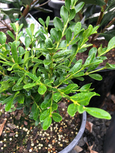 Buxus microphylla var. japonica - Japanese Box