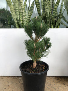 Pinus thunbergii ‘Coolwyn Christmas Tree’ - Japanese Black Pine