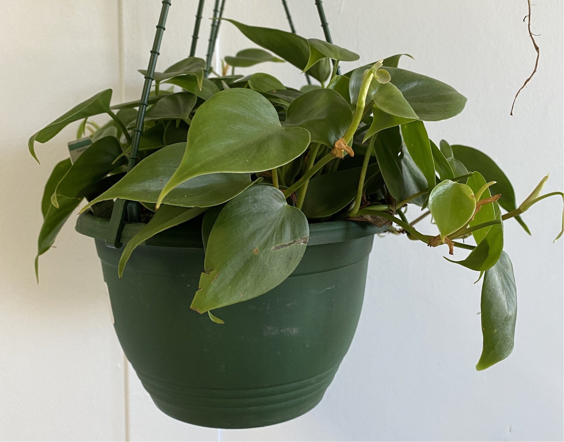 Philodendron sp 'Emerald' - Green Emerald Philodendron