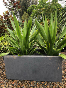 Doryanthes palmeri - Giant Spear Lily
