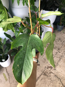 Philodendron squamiferum - Red Bristle