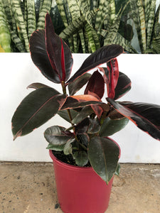 Ficus elastica ‘Ruby’ - Ruby Rubber Plant
