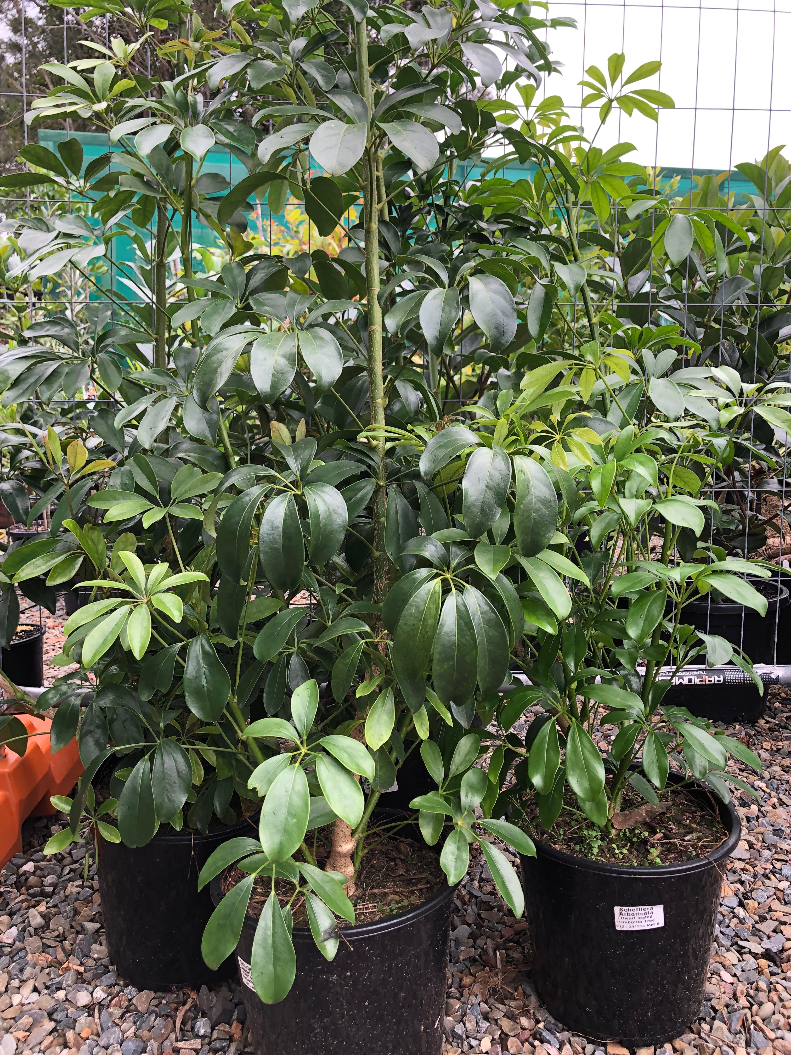 Schefflera arboricola ‘Amate’ - Dwarf Umbrella Tree