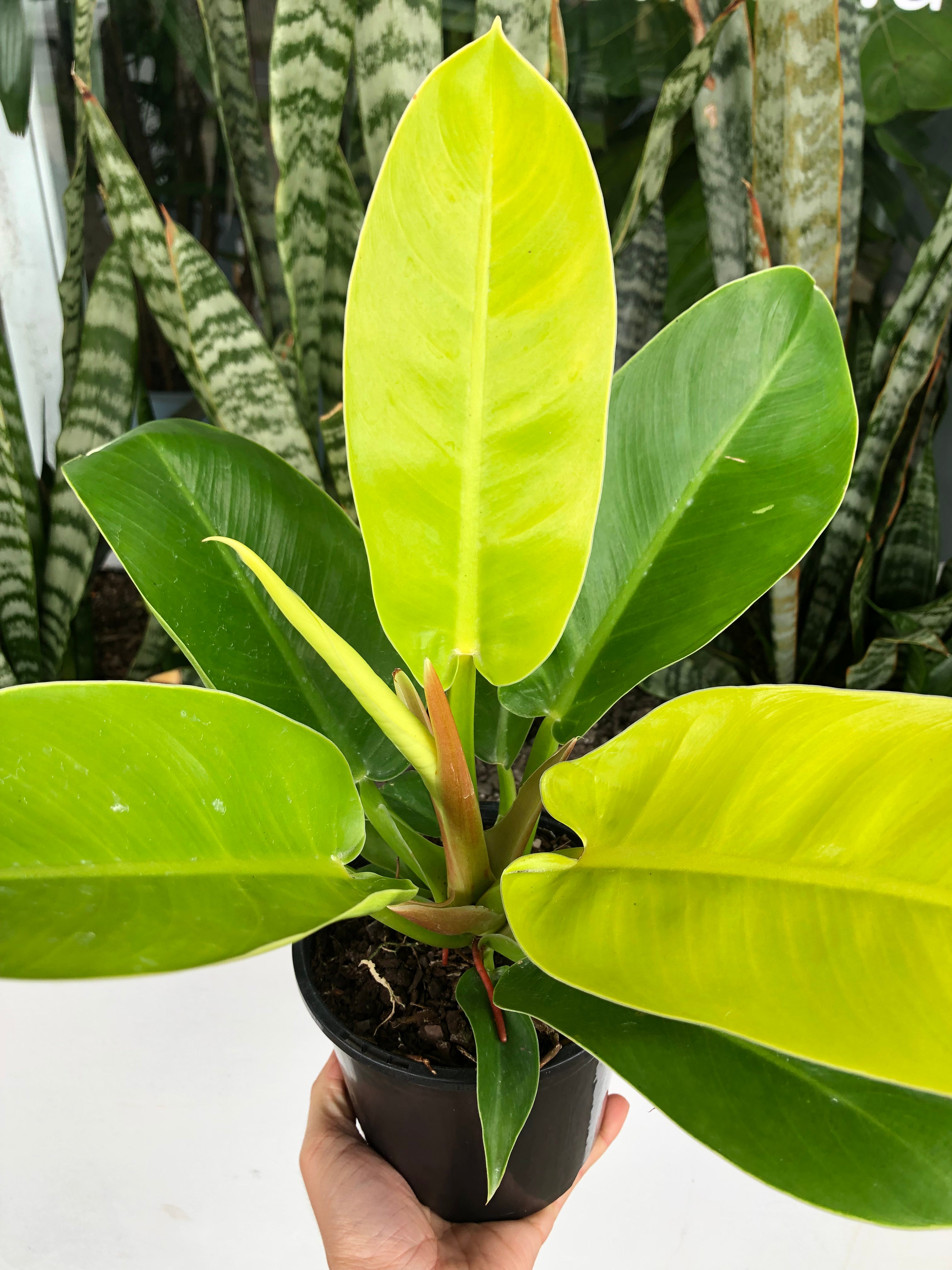 Philodendron hederaceum ‘Moonlight’ - Moonlight Philodendron
