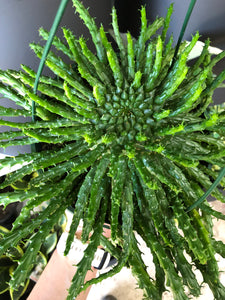 Euphorbia caput-medusae - Medusa’s Head