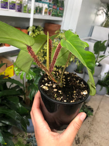 Philodendron squamiferum - Red Bristle