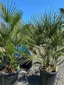 Chamaerops humilis - European Fan Palm