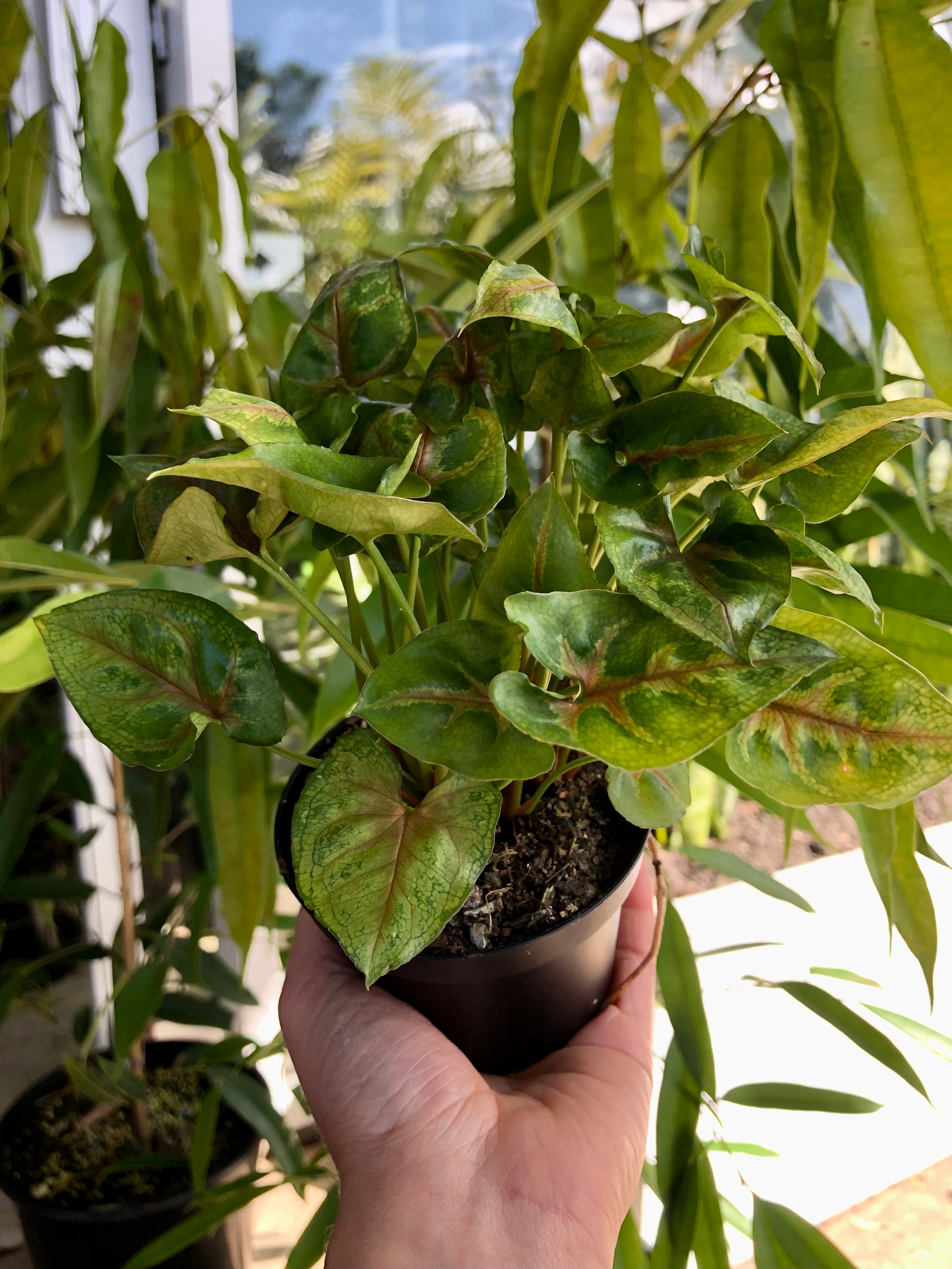 Syngonium podophyllum ‘Dwarf Princess’ - Arrowhead Plant