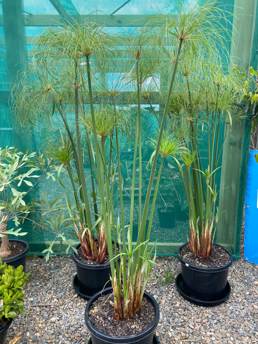 Cyperus papyrus - Paper Reed – Plant Culture