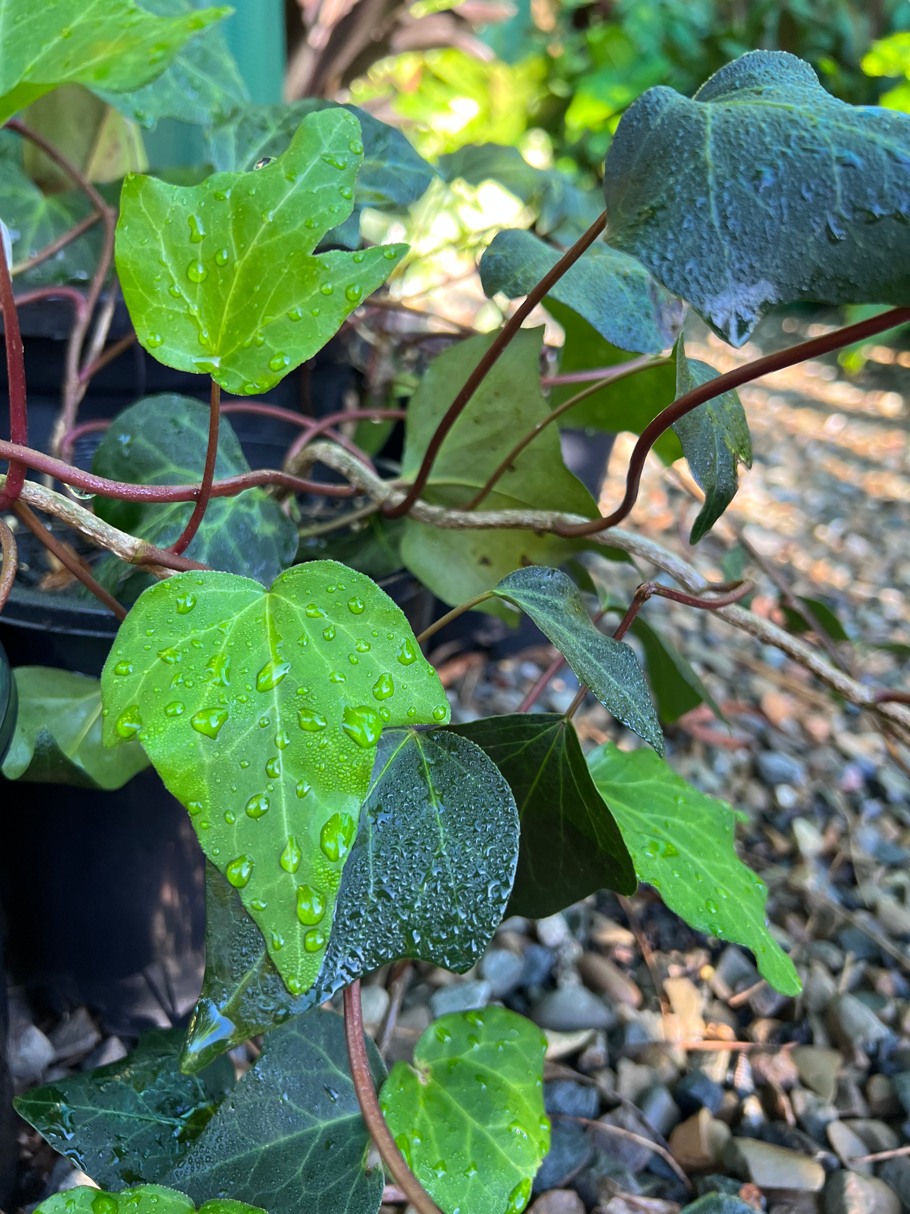 Hedera helix - Common Ivy
