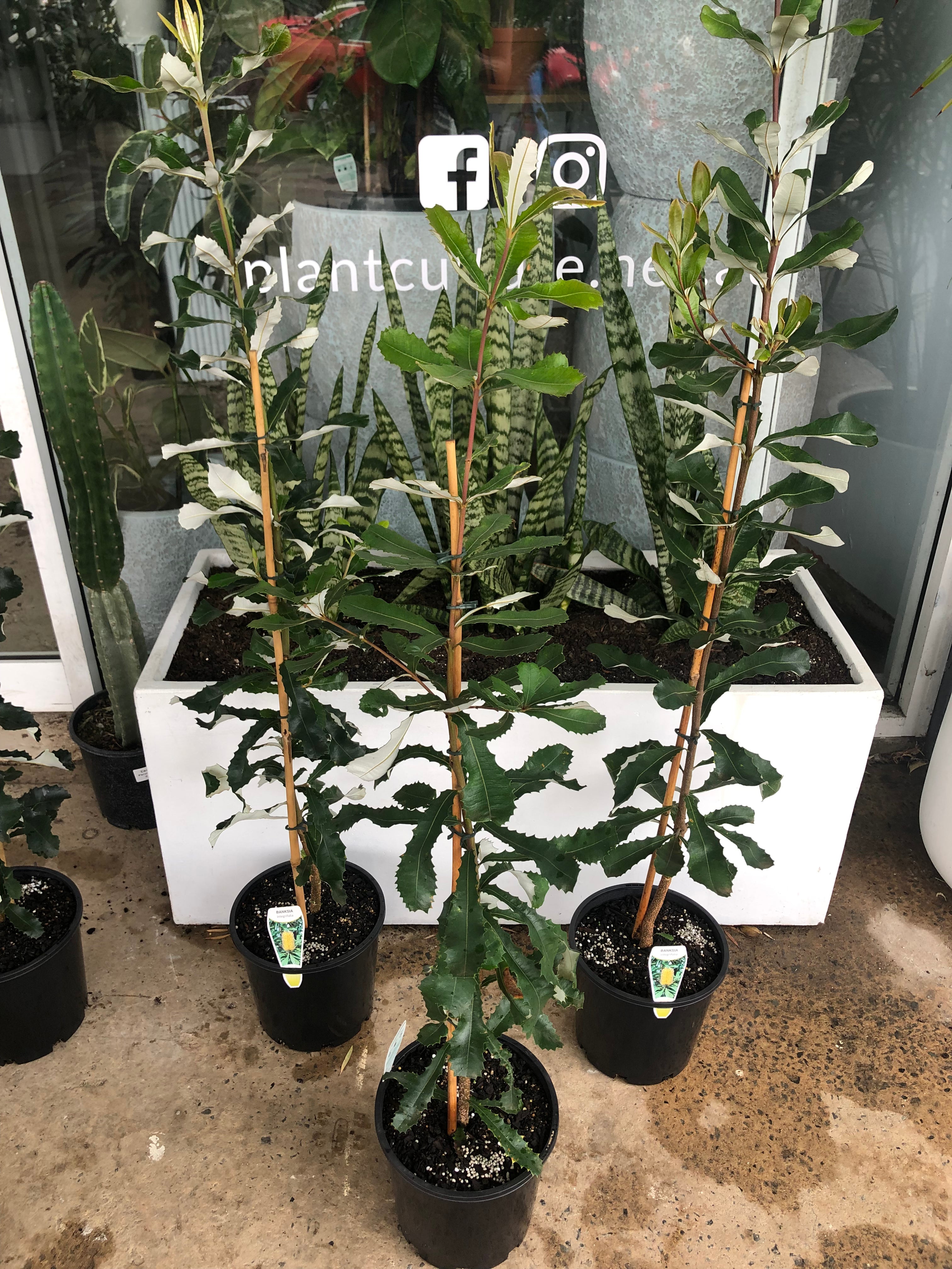Banksia integrifolia - Coast Banksia
