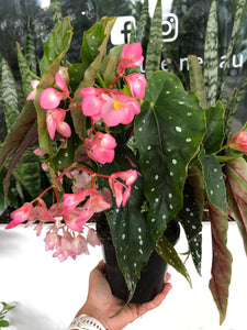 Begonia maculata  - Polka Dot Plant