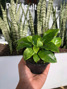 Calathea musaica - Network Prayer Plant