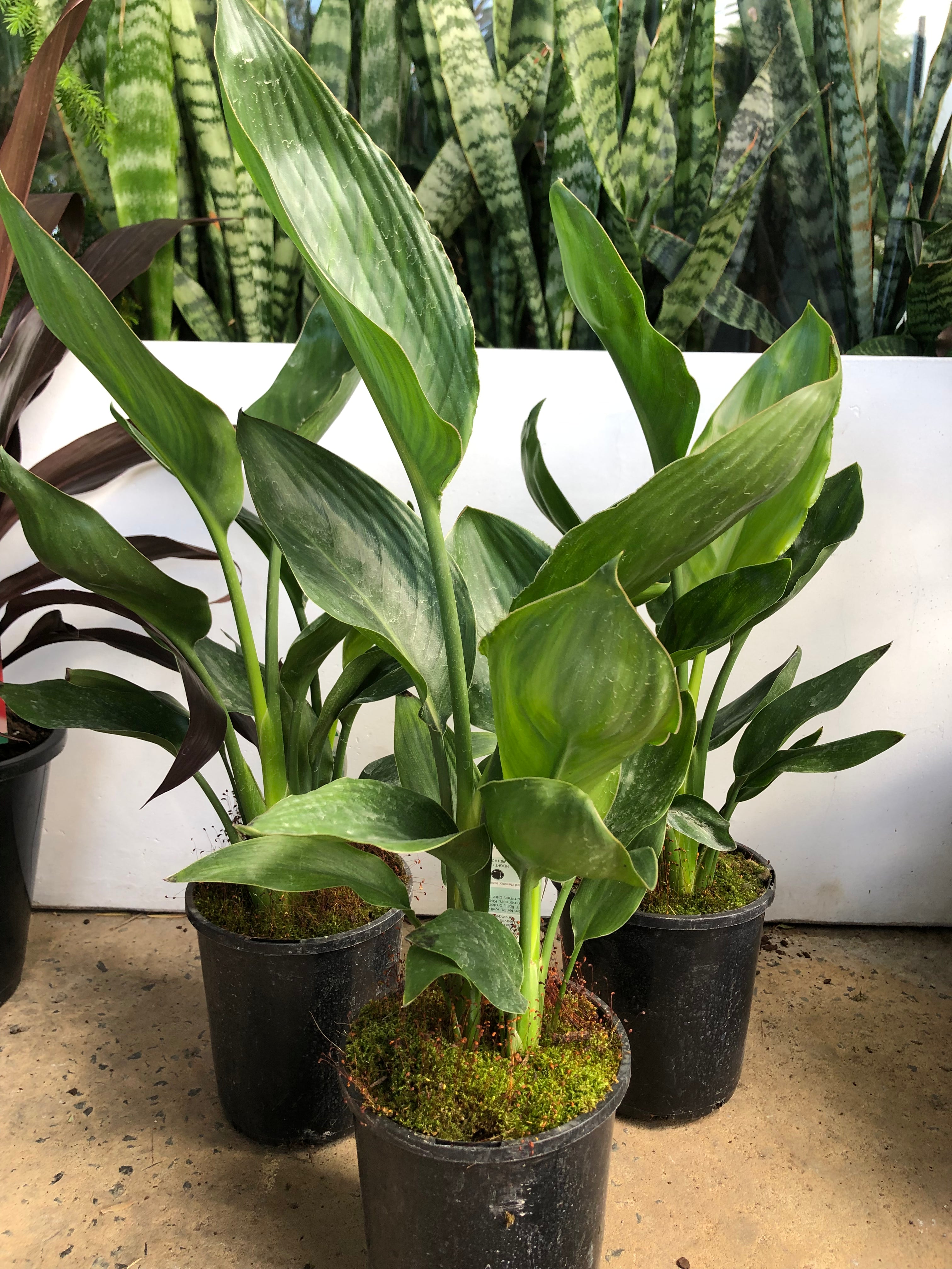 Strelitzia reginae - Bird of Paradise