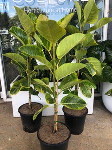 Ficus elastica 'Lime Splice' - Lime Splice