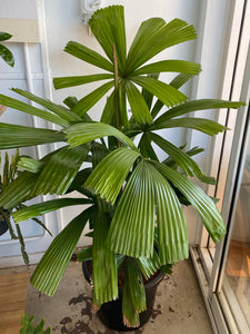 Licuala ramsayii - Australian Fan Palm