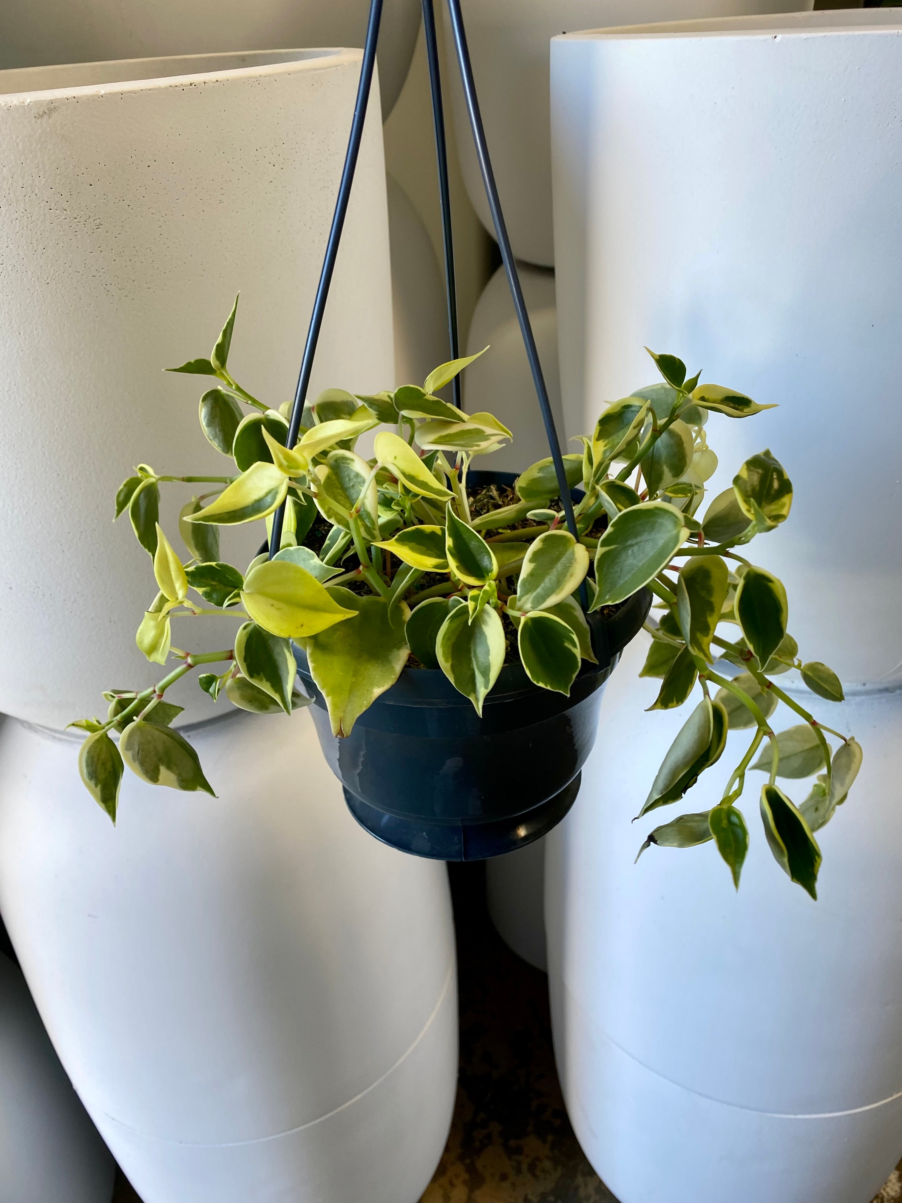 Peperomia scandens - Cupid Peperomia