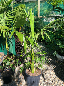Archontophoenix alexandrae - Alexandra Palm Archontophoenix
