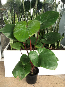Homalomena ‘Red’ - Red Stem Homalomena