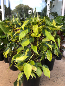 Philodendron hederaceum - Philodendron Brasil