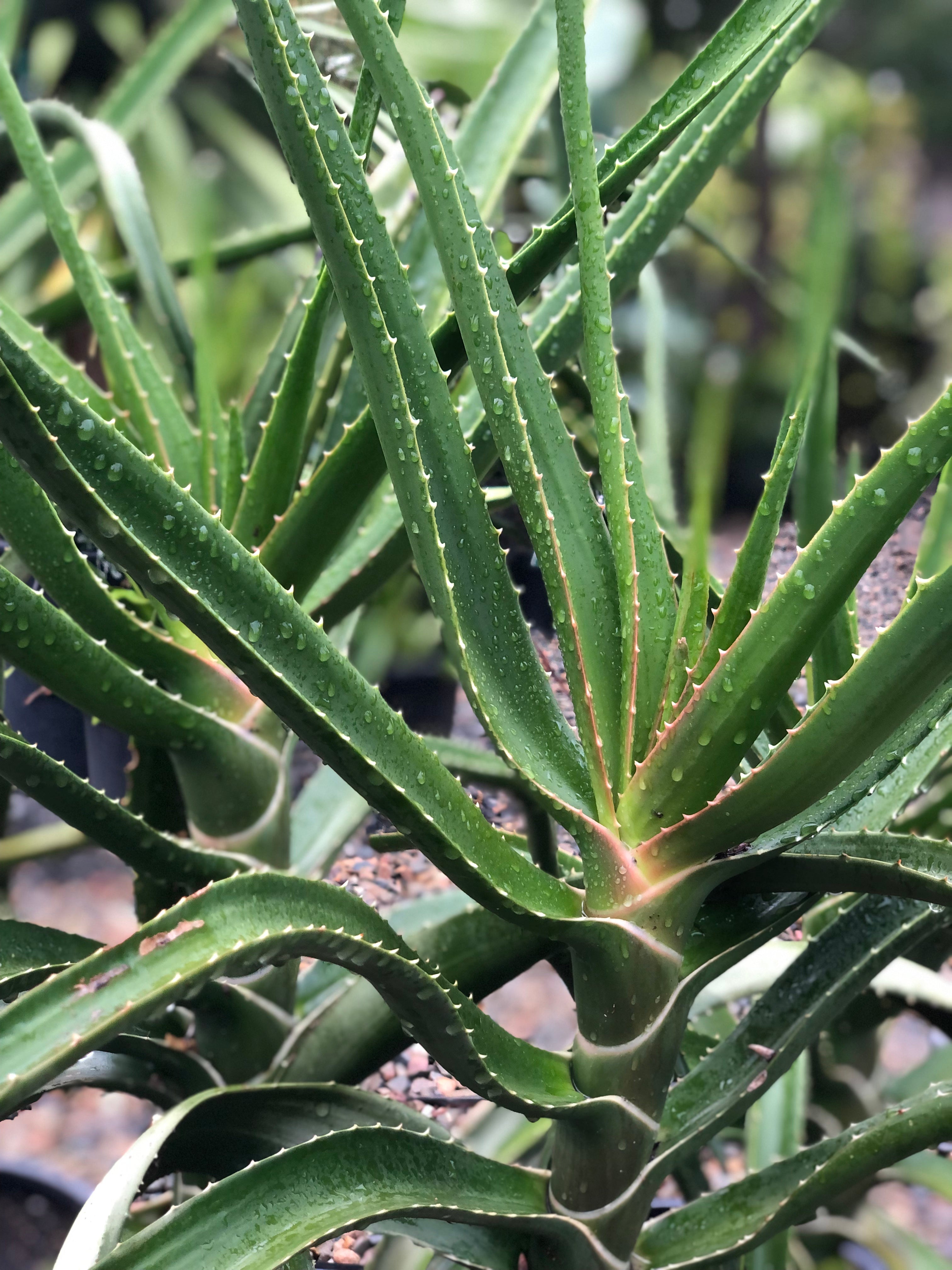 Aloe barberae - Aloe Tree