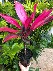 Cordyline fruticosa ‘Ruby’ - Pink Cordyline