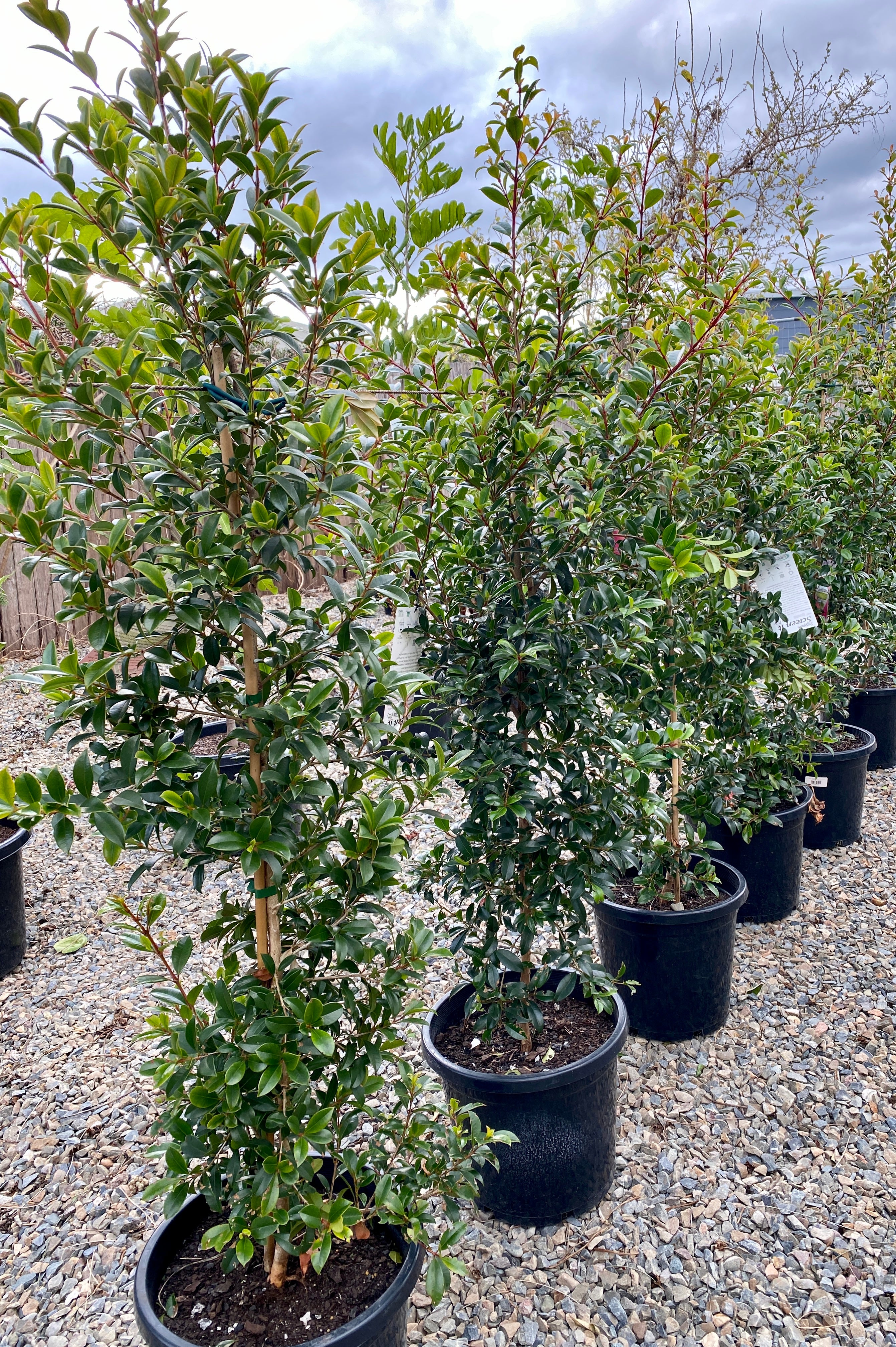 Syzygium australe 'Screen It' - Pinnacle Lilly Pilly