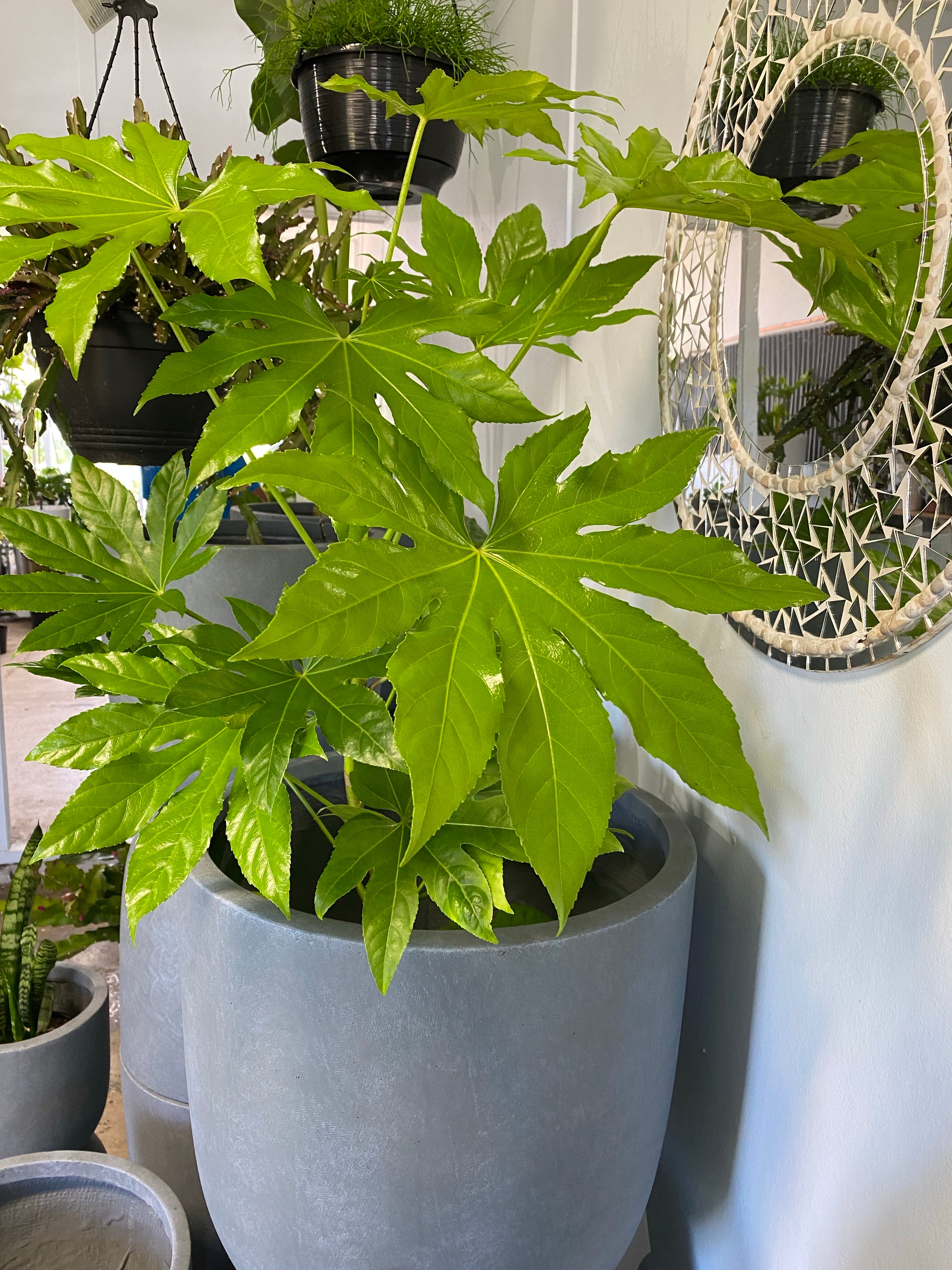 Fatsia japonica - Japanese Aralia