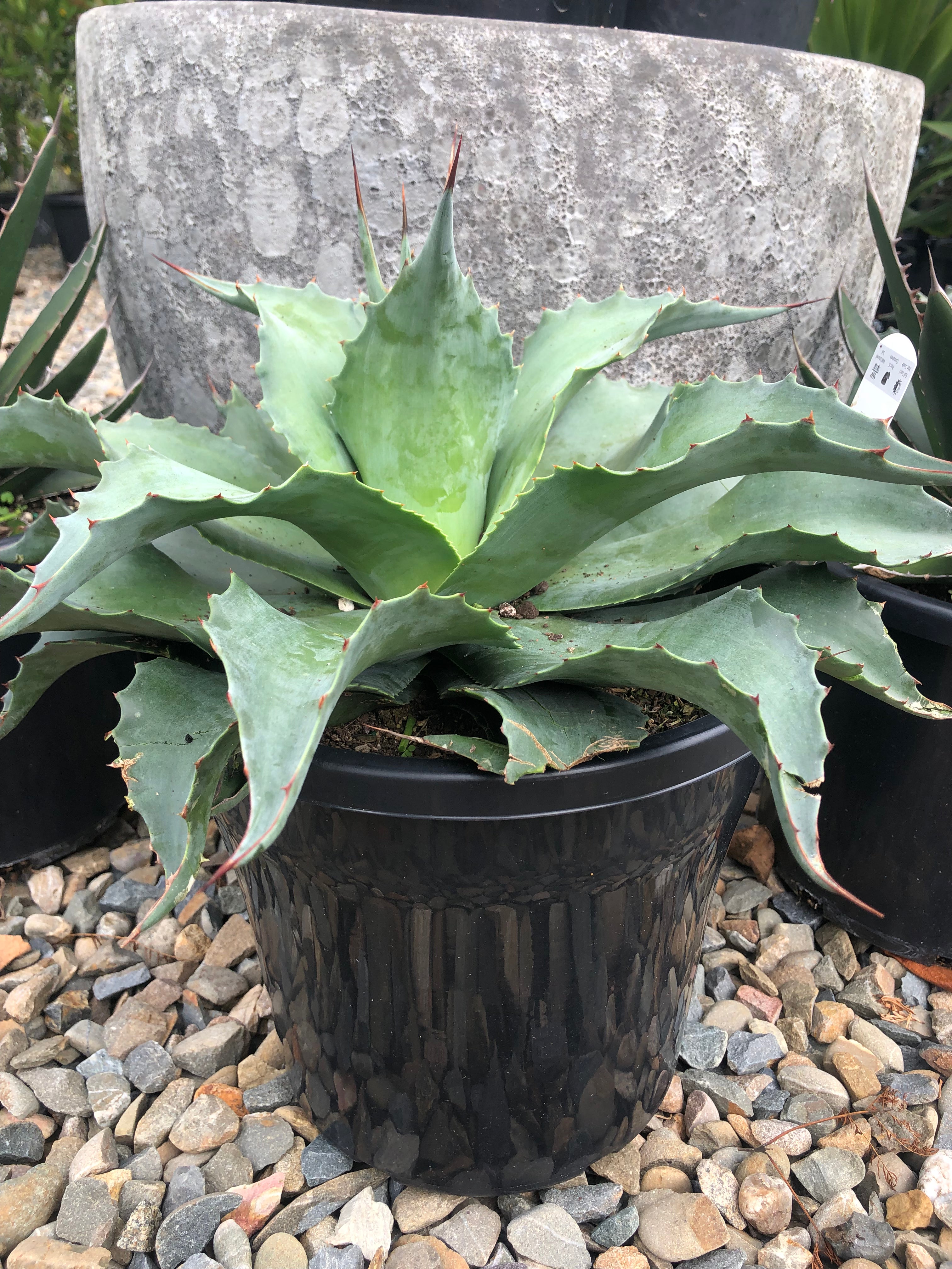 Agave ovatifolia ‘Vanzie’ - Whale’s Tongue Agave