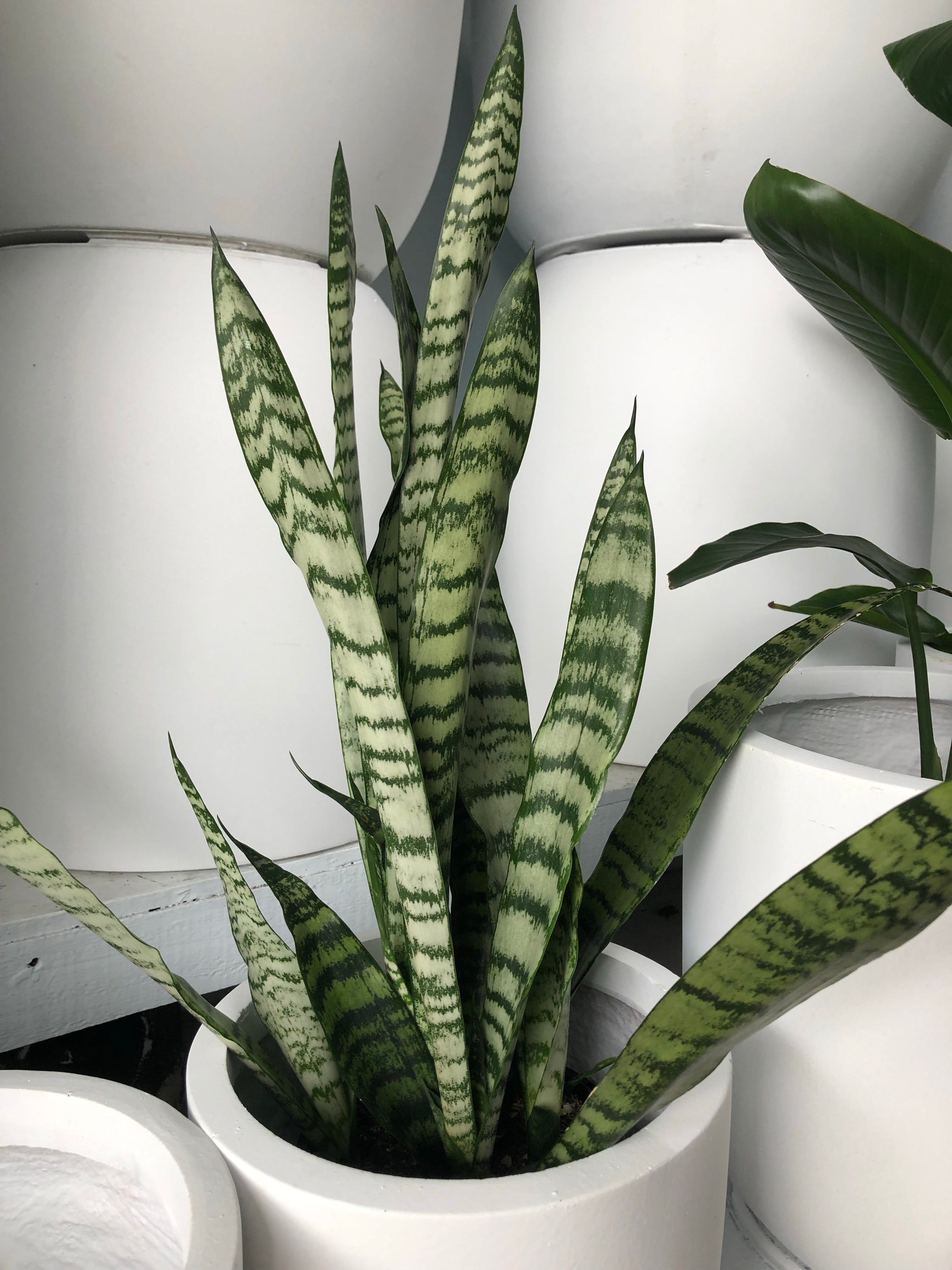 Sansevieria trifasciata - Mother In Laws Tongue
