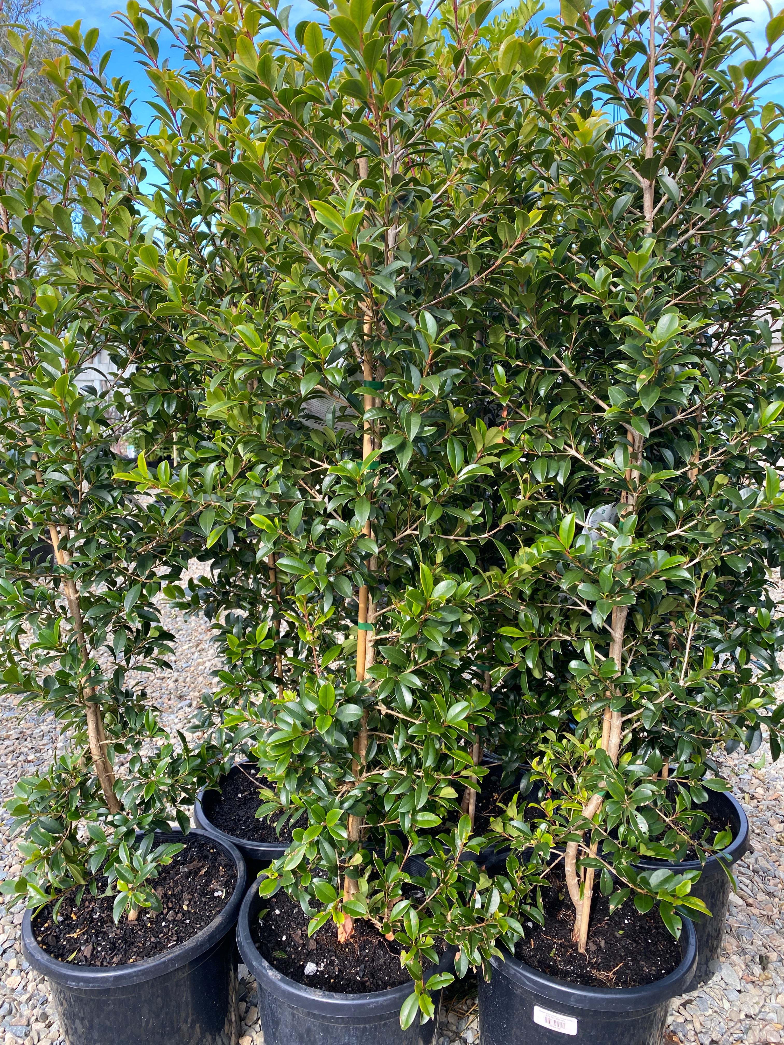 Syzygium australe 'Screen It' - Pinnacle Lilly Pilly