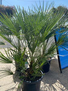 Chamaerops humilis - European Fan Palm