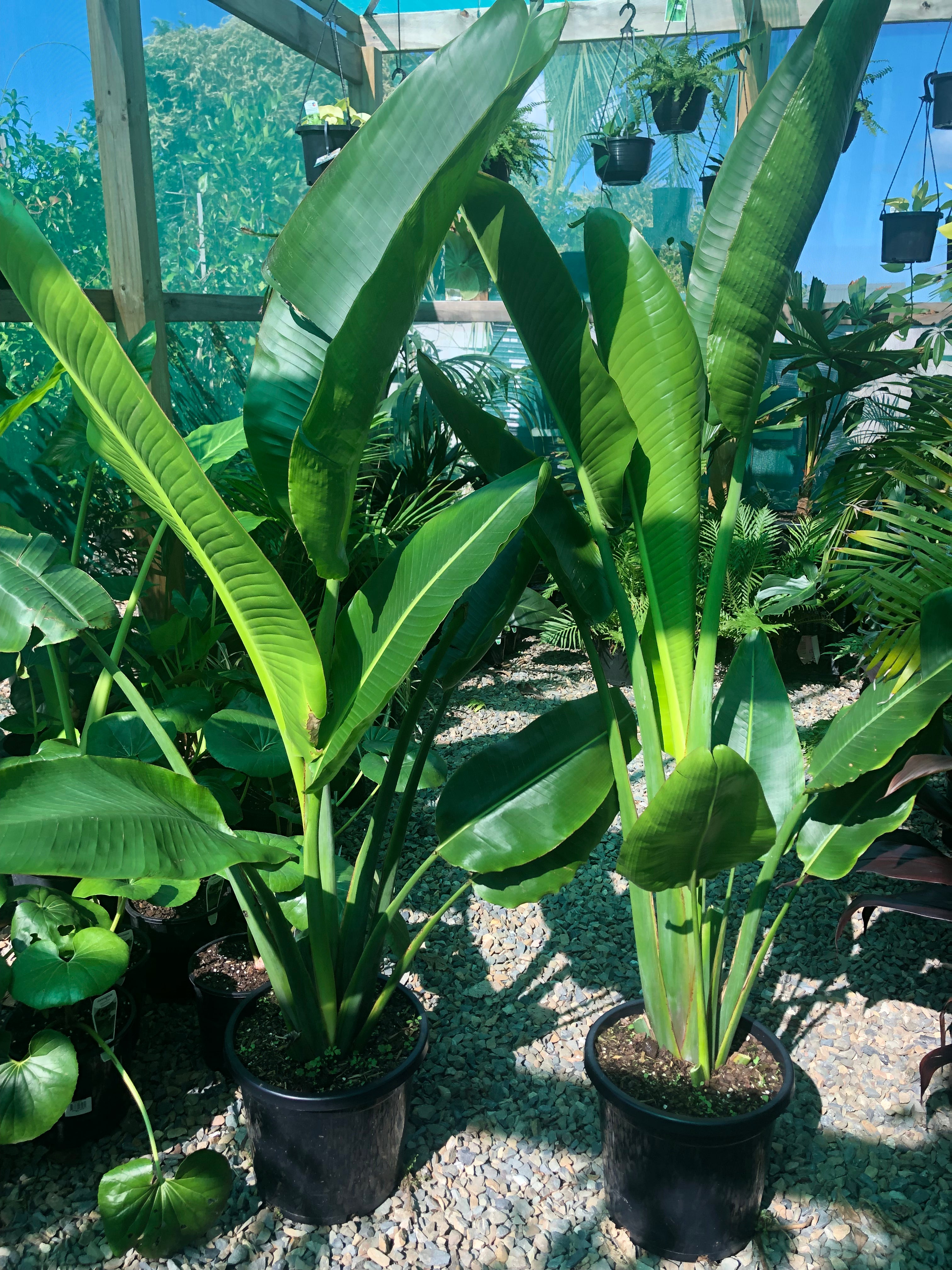 Ravenala madagascariensis - Travellers Palm – Plant Culture