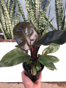 Philodendron erubescens - Imperial Red Philodendron