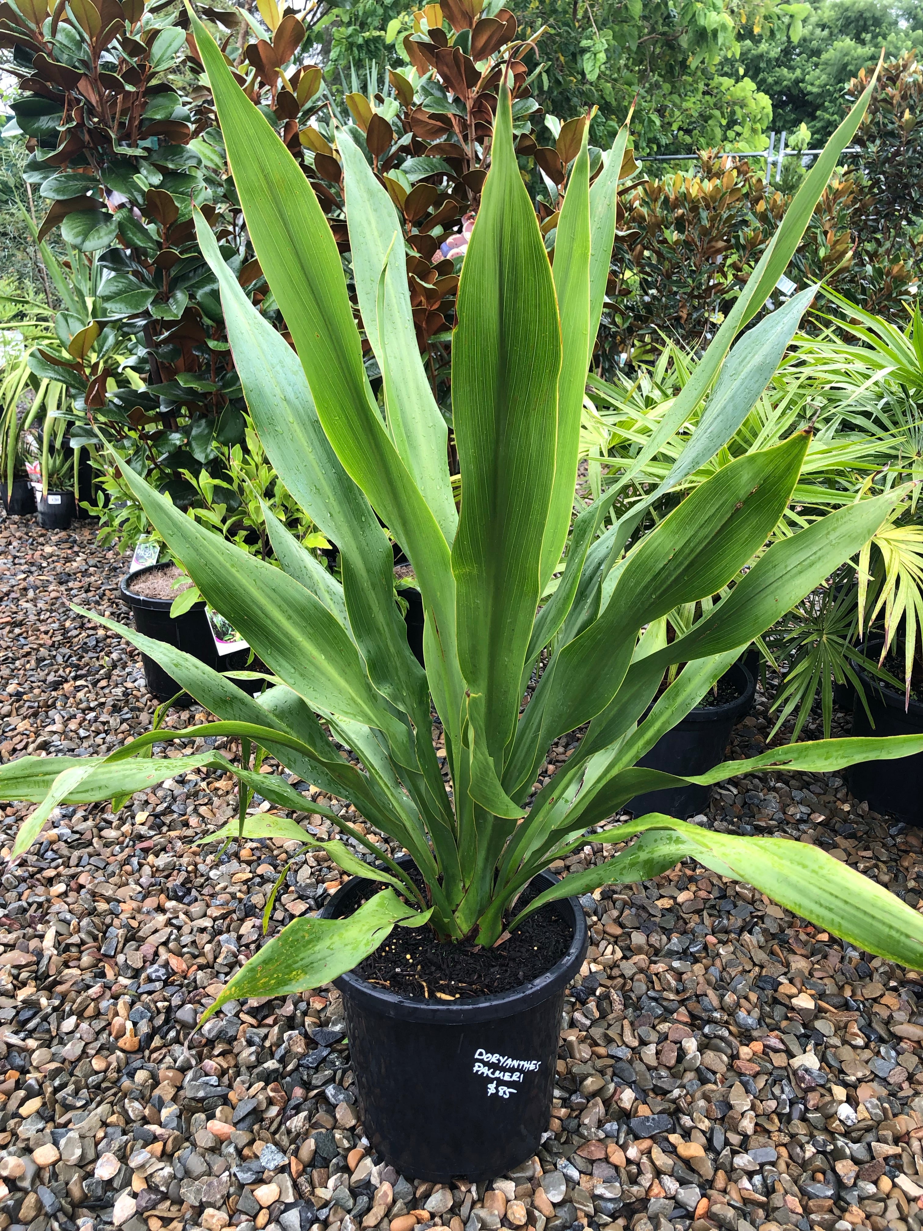 Doryanthes palmeri - Giant Spear Lily