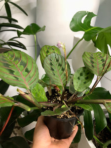 Maranta erythroneura - Red Vein Prayer Plant